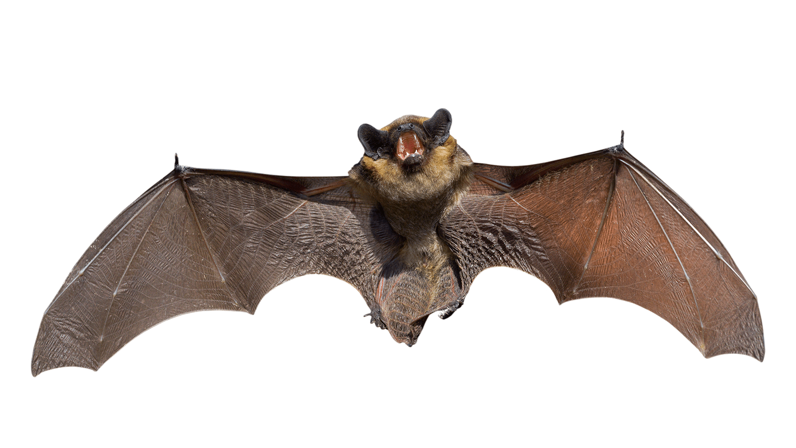 Bat PNG Transparent Images, Pictures, Photos PNG Arts
