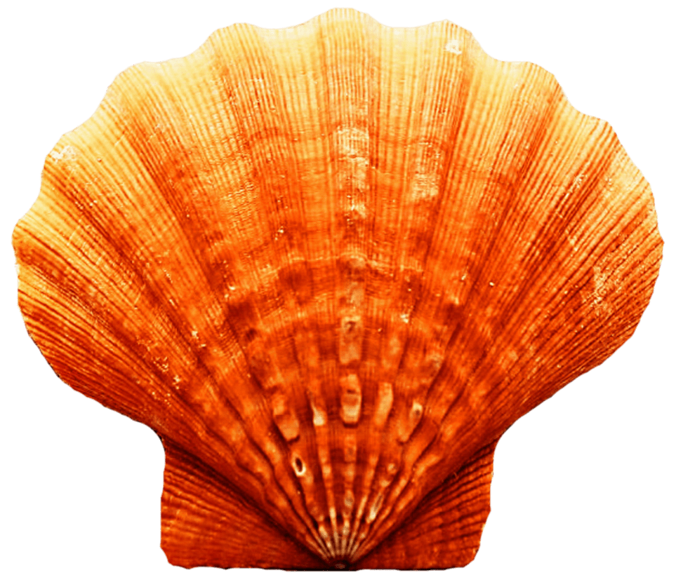 Seashell PNG Transparent Images, Pictures, Photos PNG Arts