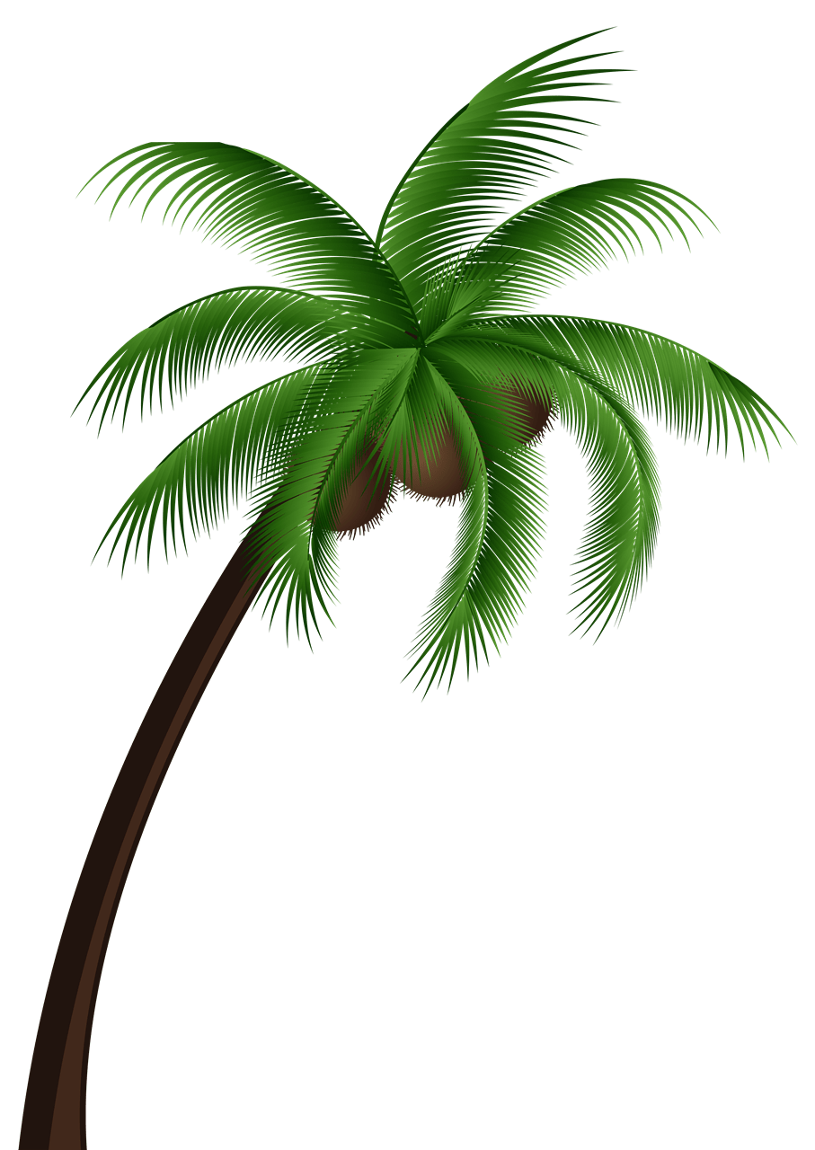 Coconut Transparent Image PNG Arts
