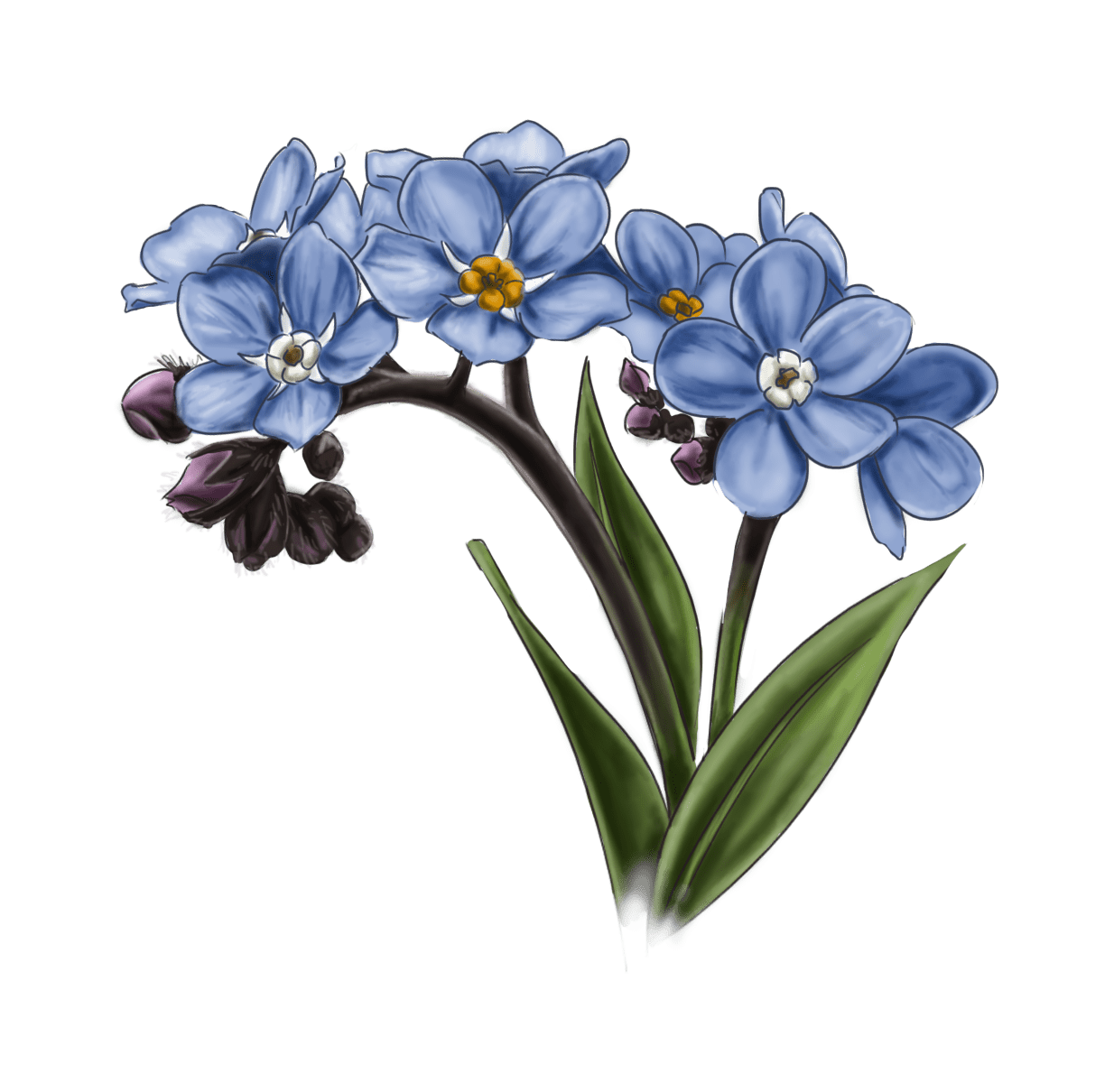 Direct Download Me Not Transparent Image PNG Arts