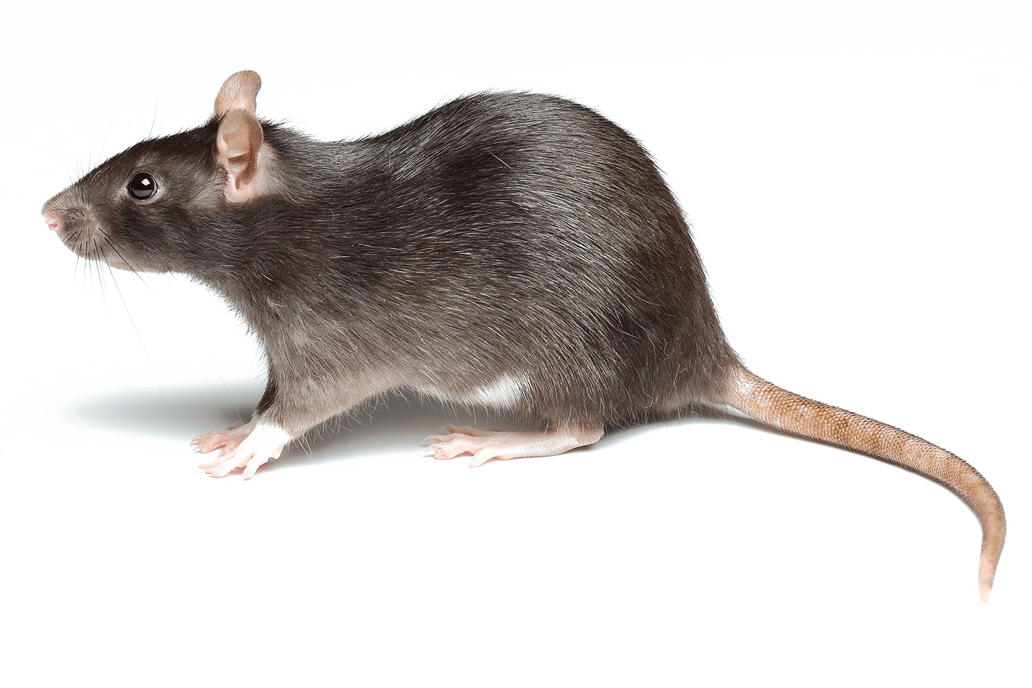 Rat Transparent Image