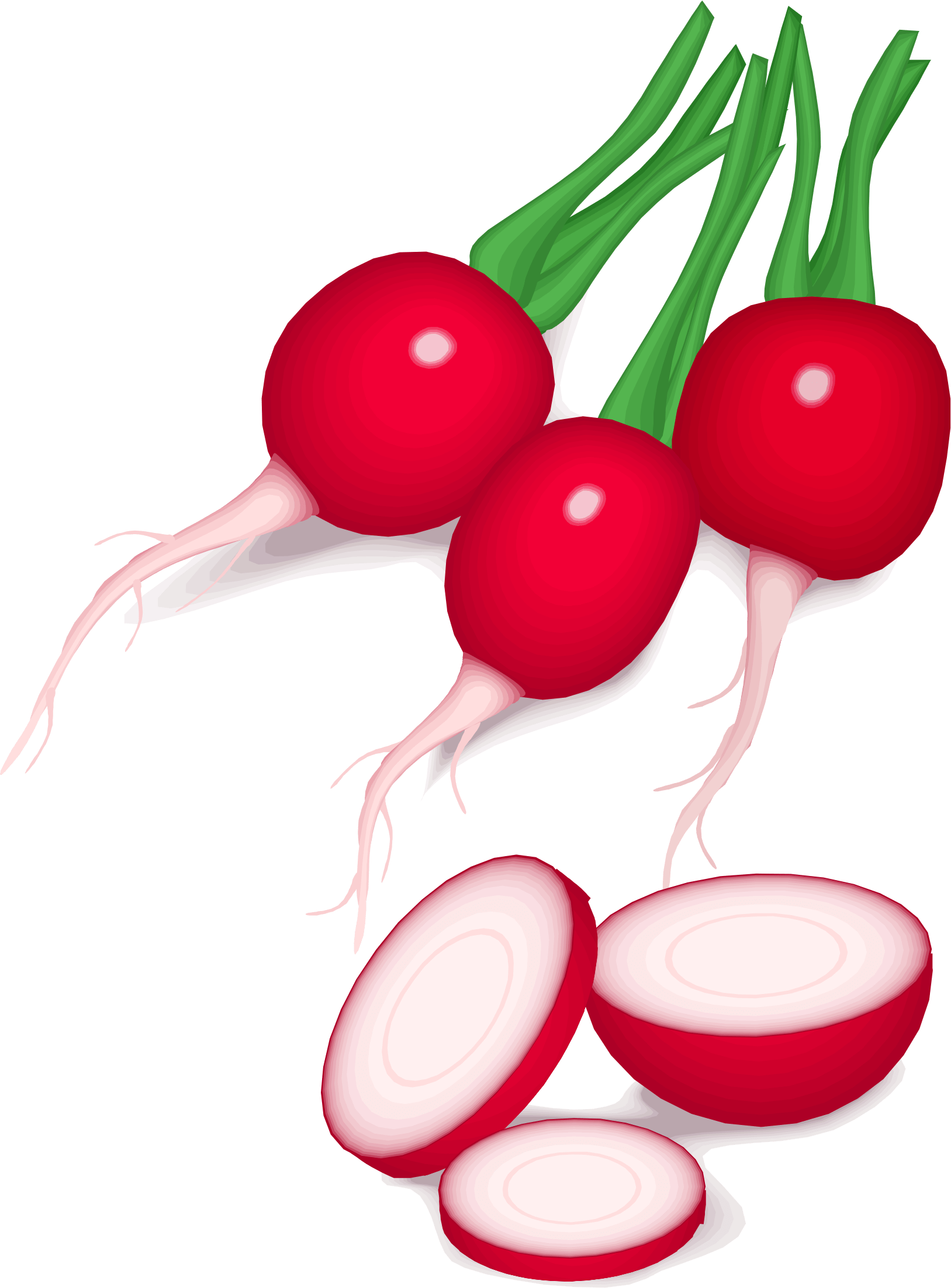 Vector Radish PNG Background Image PNG Arts