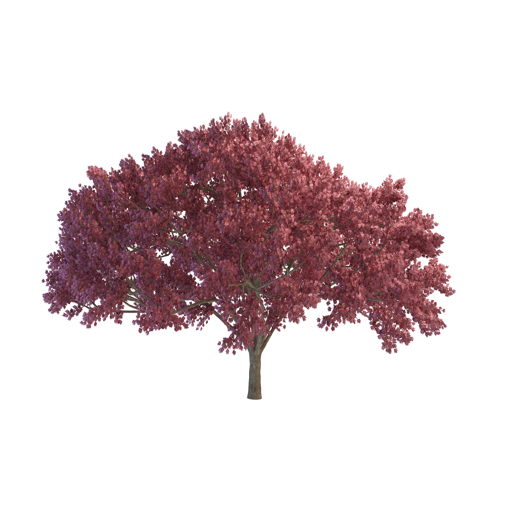 Cherry Tree PNG File PNG Mart