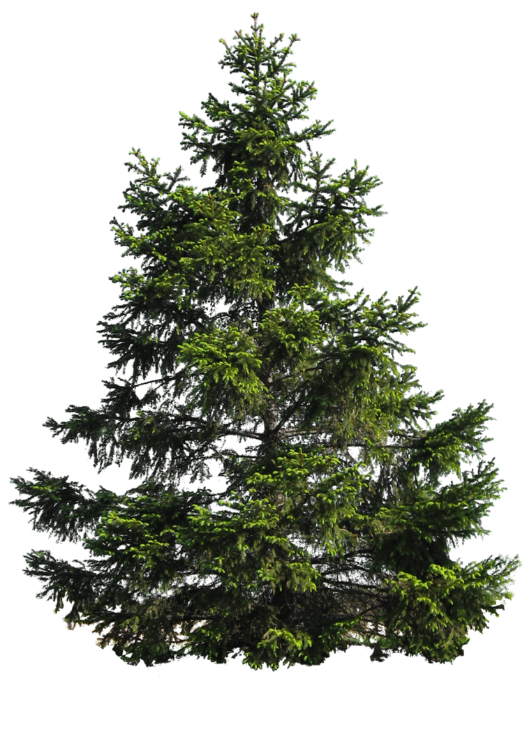 FirTree Transparent Background PNG Mart