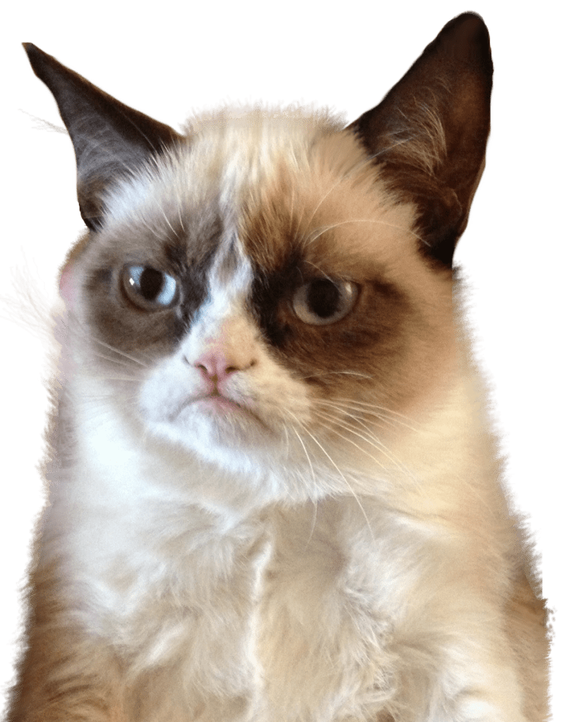 25 Cat Meme Png Transparent Movie Sarlen14