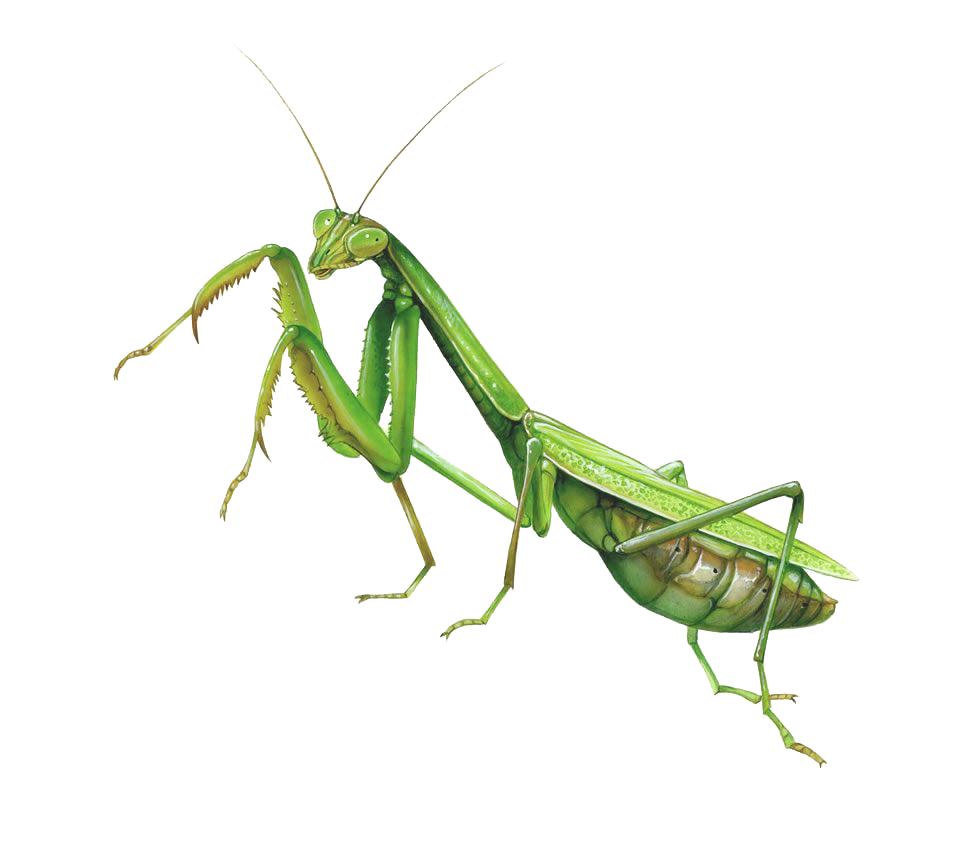 European Mantis PNG Image PNG Mart