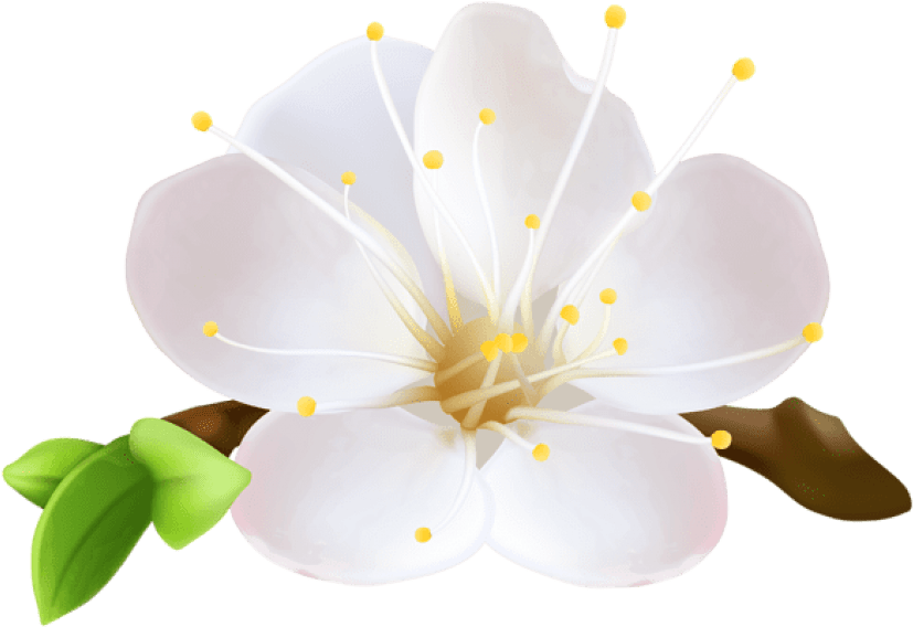 Bloom Spring Flower PNG File PNG Mart