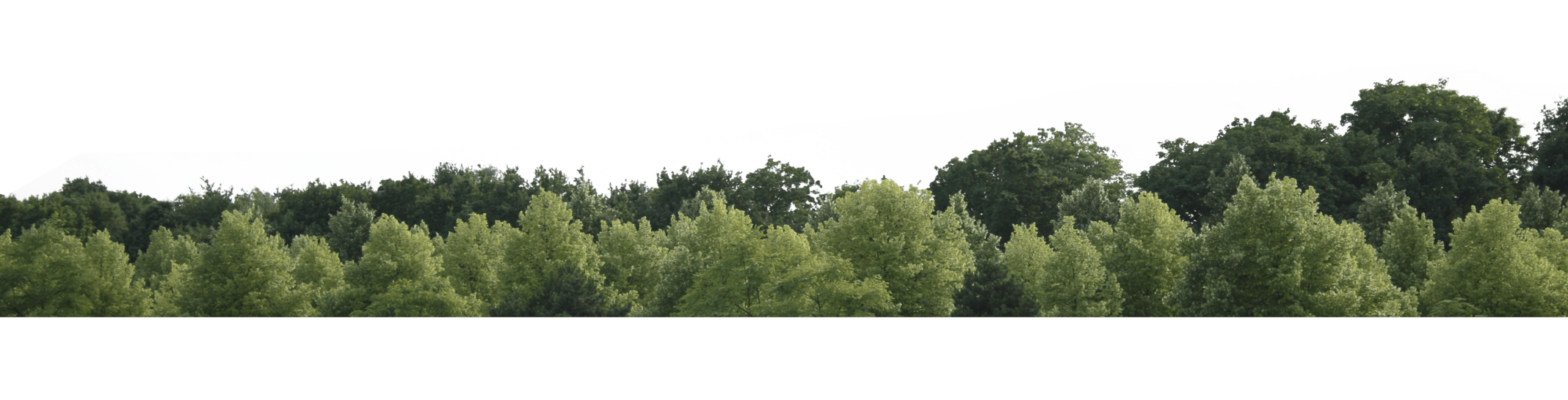 2dBaum PNGBilder transparenter kostenloser Download PNG Mart