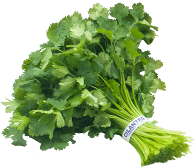 Cilantro PNG File PNG Mart