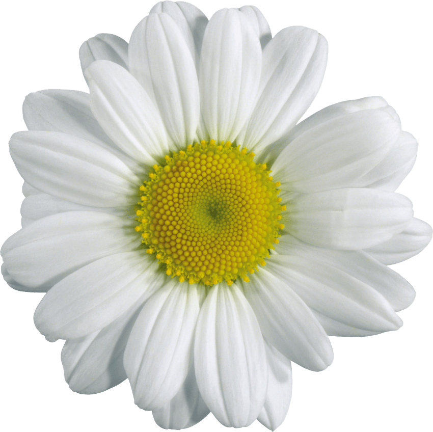 Flower PNG Images Transparent Free Download PNG Mart