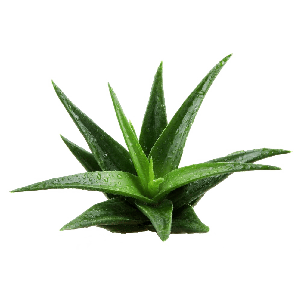 Plant PNG Images Transparent Free Download PNGMart