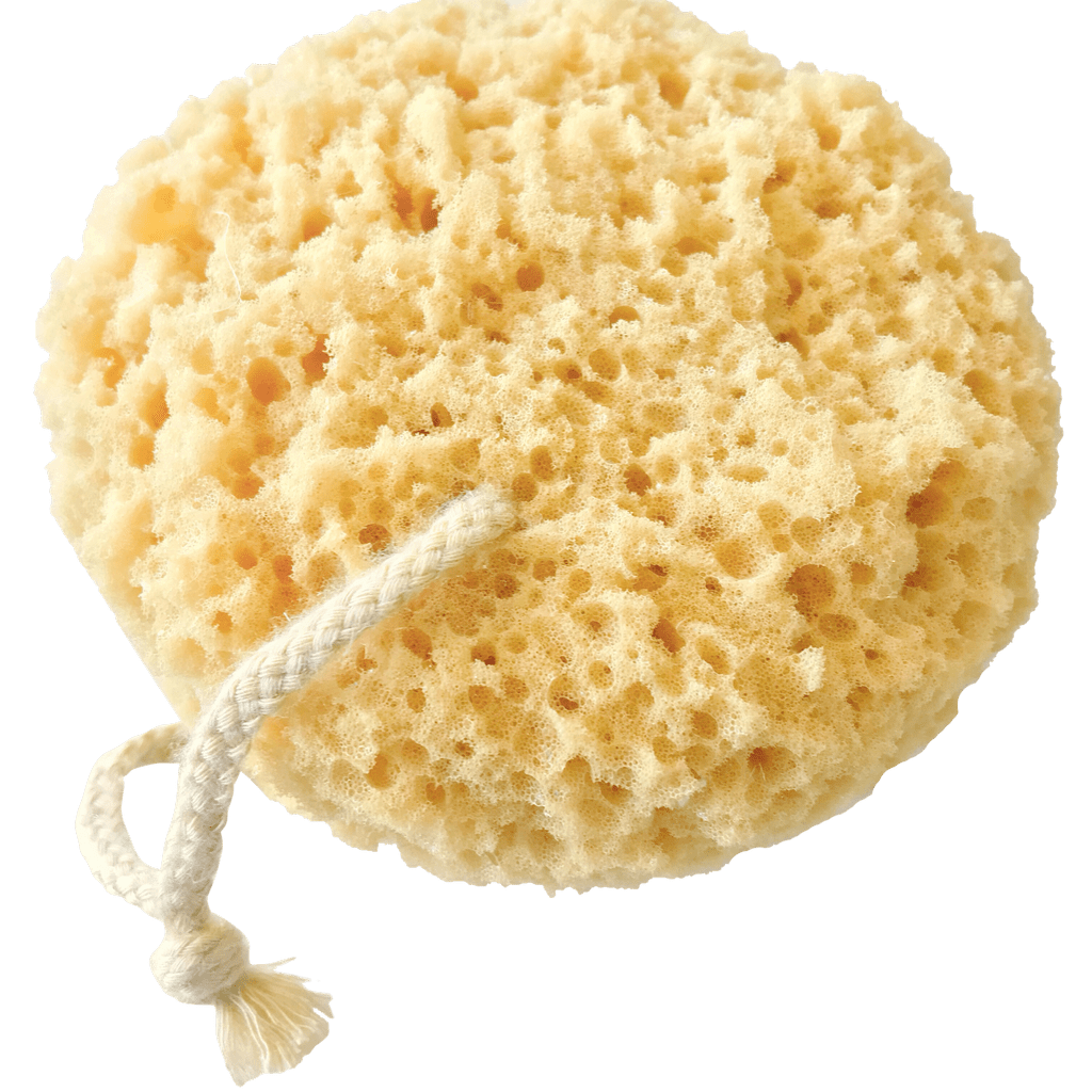 Sponge PNG File PNG Mart