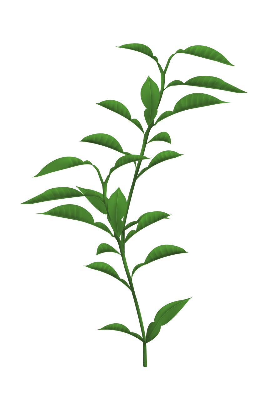 Stem PNG Isolated File PNG Mart