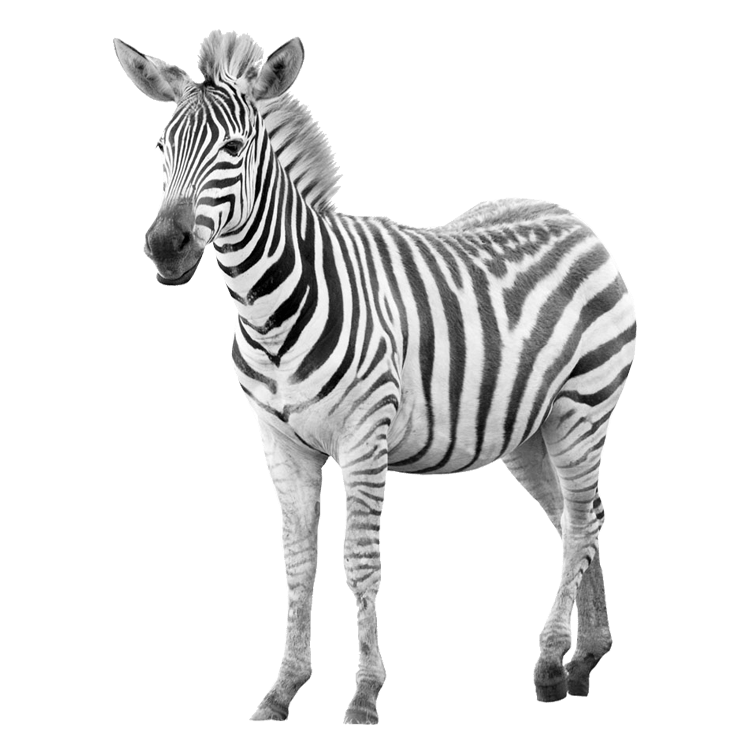 Zebras PNG Images Transparent Free Download PNG Mart