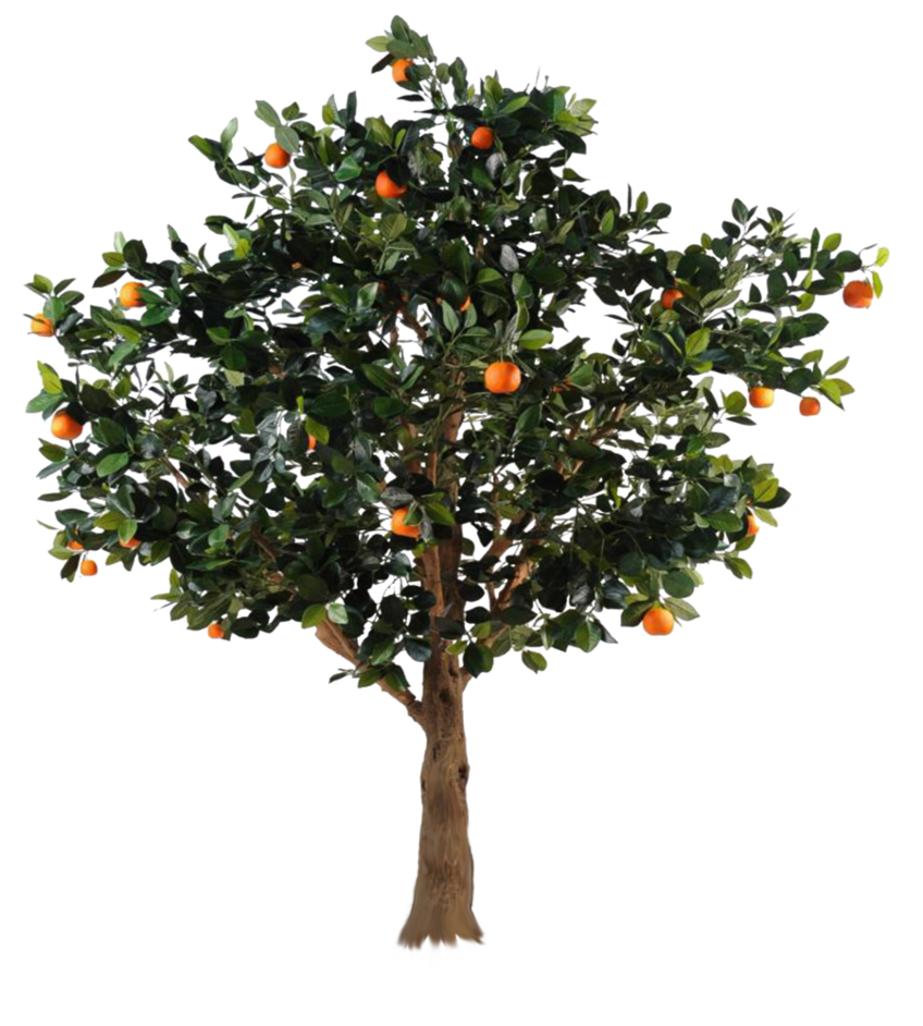 Apple Tree PNG Isolated File PNG Mart