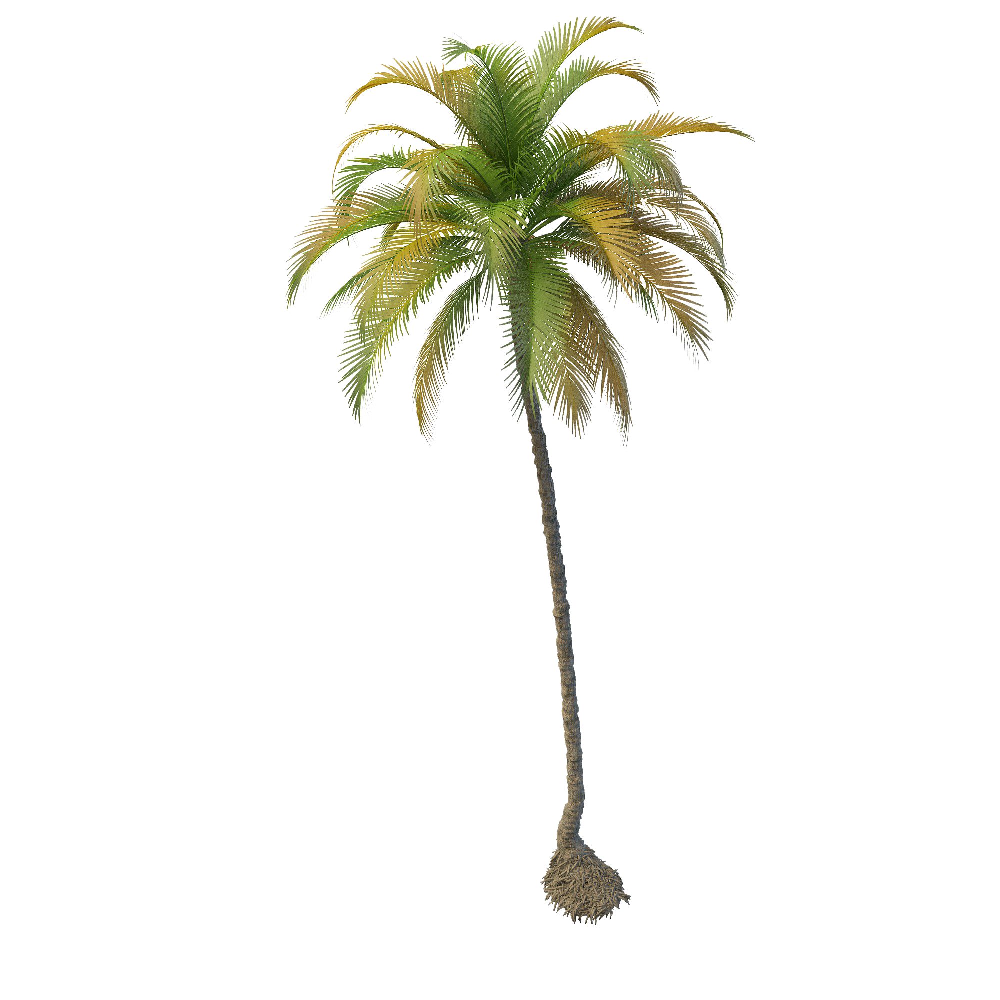 Coconut Tree PNG Images Transparent Free Download PNG Mart
