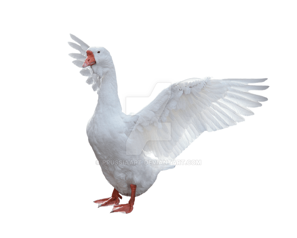 Goose PNG Picture PNG Mart