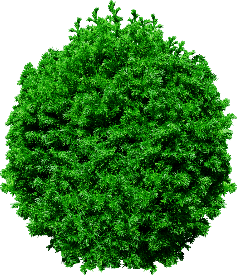 Tree Top PNG Transparent Image PNG Mart