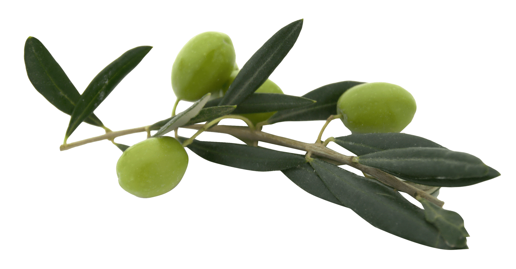 Olive PNG Images Transparent Free Download PNG Mart