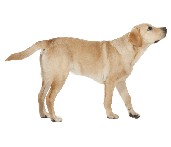 Labrador PNG Transparent PNG Mart