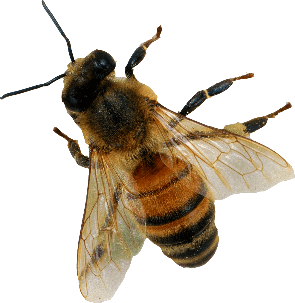 Bee PNG Images Transparent Free Download