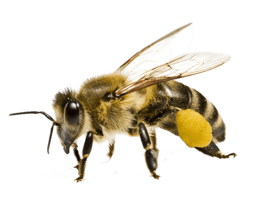 Bee PNG Images Transparent Free Download