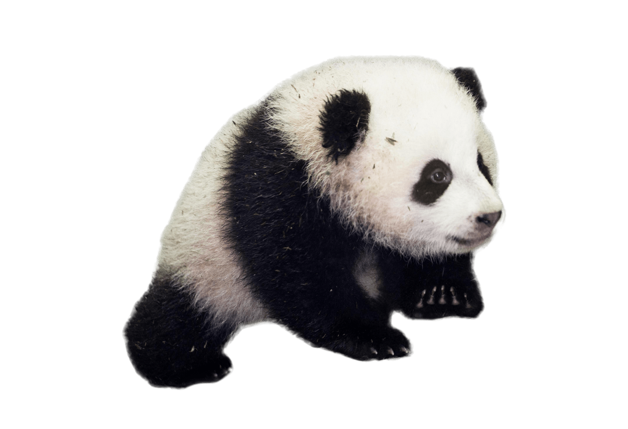 Panda PNG Photo Image PNG Play