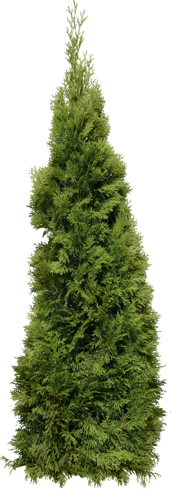 Bush Fir Tree Transparent Images PNG Play