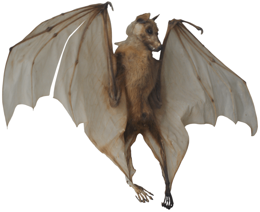 Bat PNG Images Transparent Background PNG Play