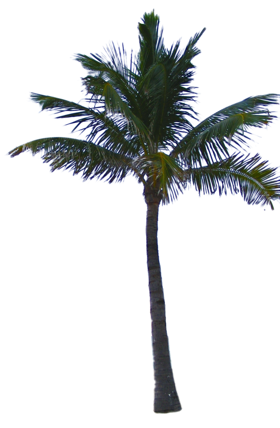 Palm Tree Transparent Images PNG Play