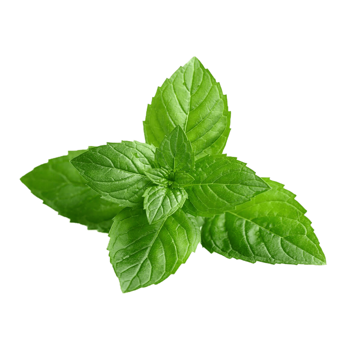 Peppermint PNG Images Transparent Background PNG Play