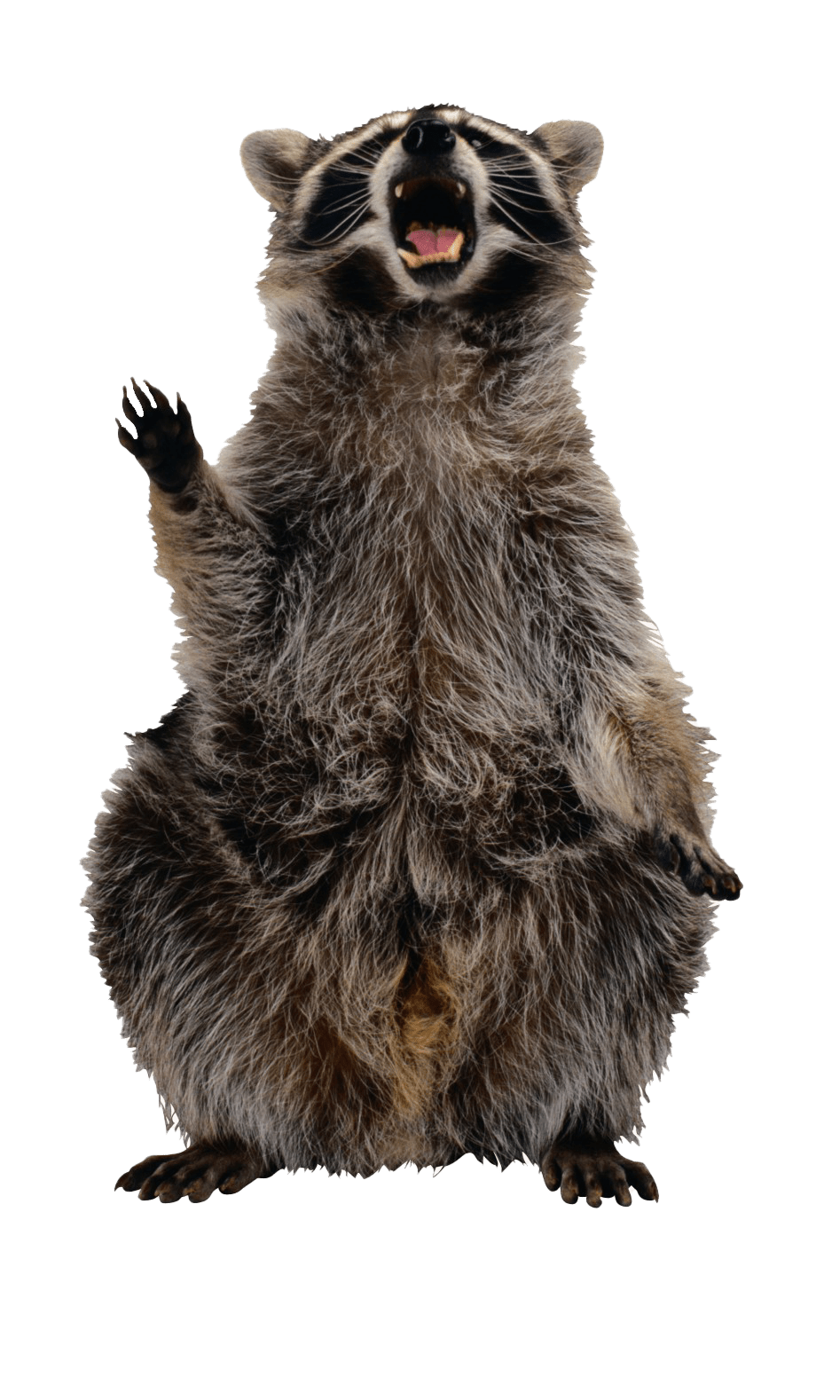 Raccoon PNG Images Transparent Background PNG Play