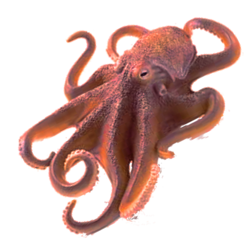 Squid PNG Images Transparent Background PNG Play