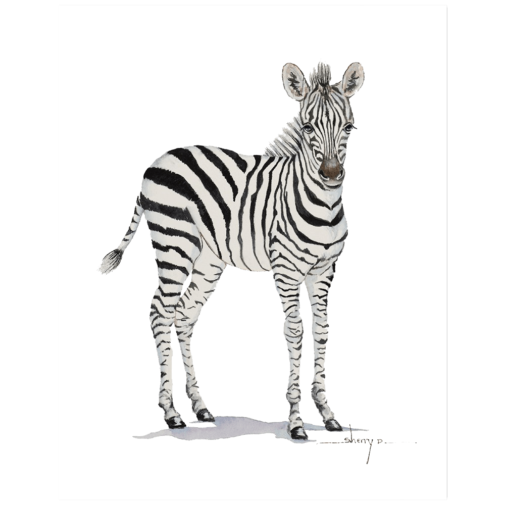 Realistic Zebra Transparent Background PNG Play
