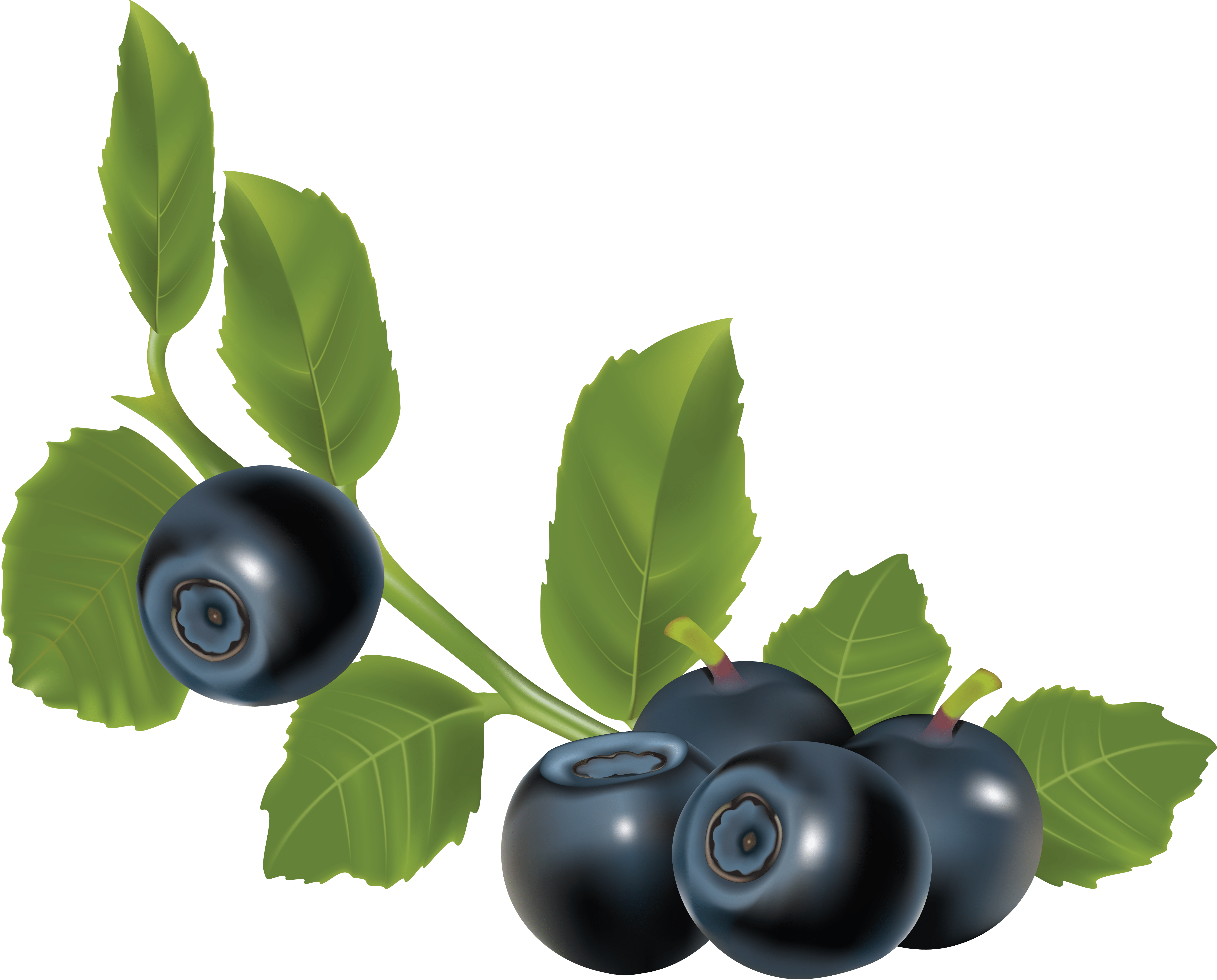 Blueberries PNG Images Transparent Background PNG Play