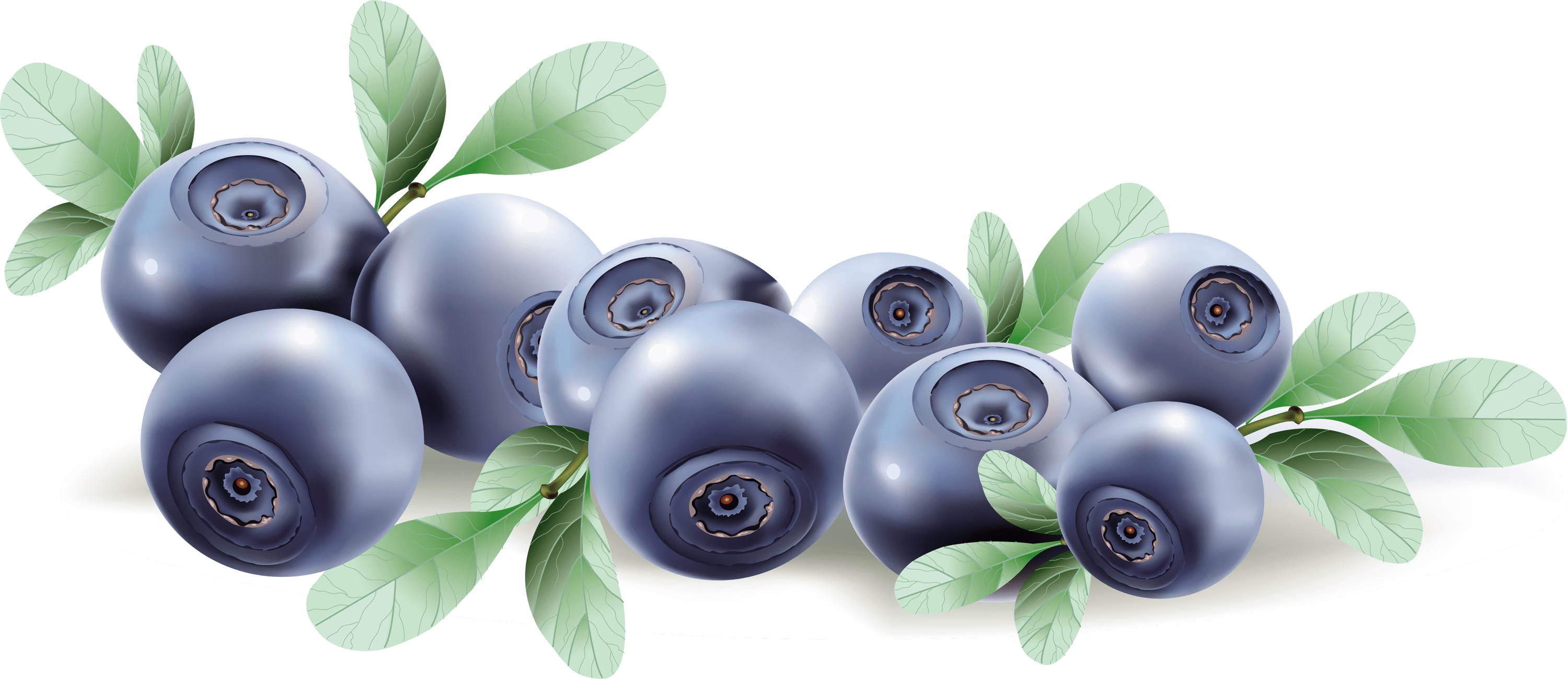 Blueberries PNG Images Transparent Background PNG Play
