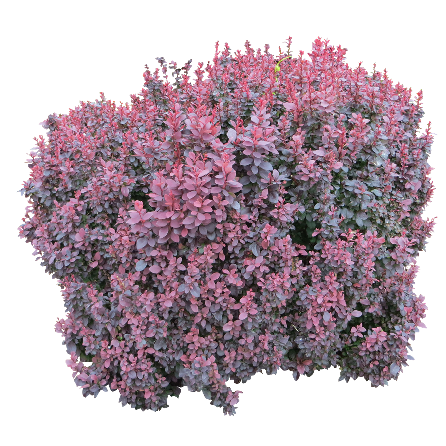 Bushes Transparent File PNG Play