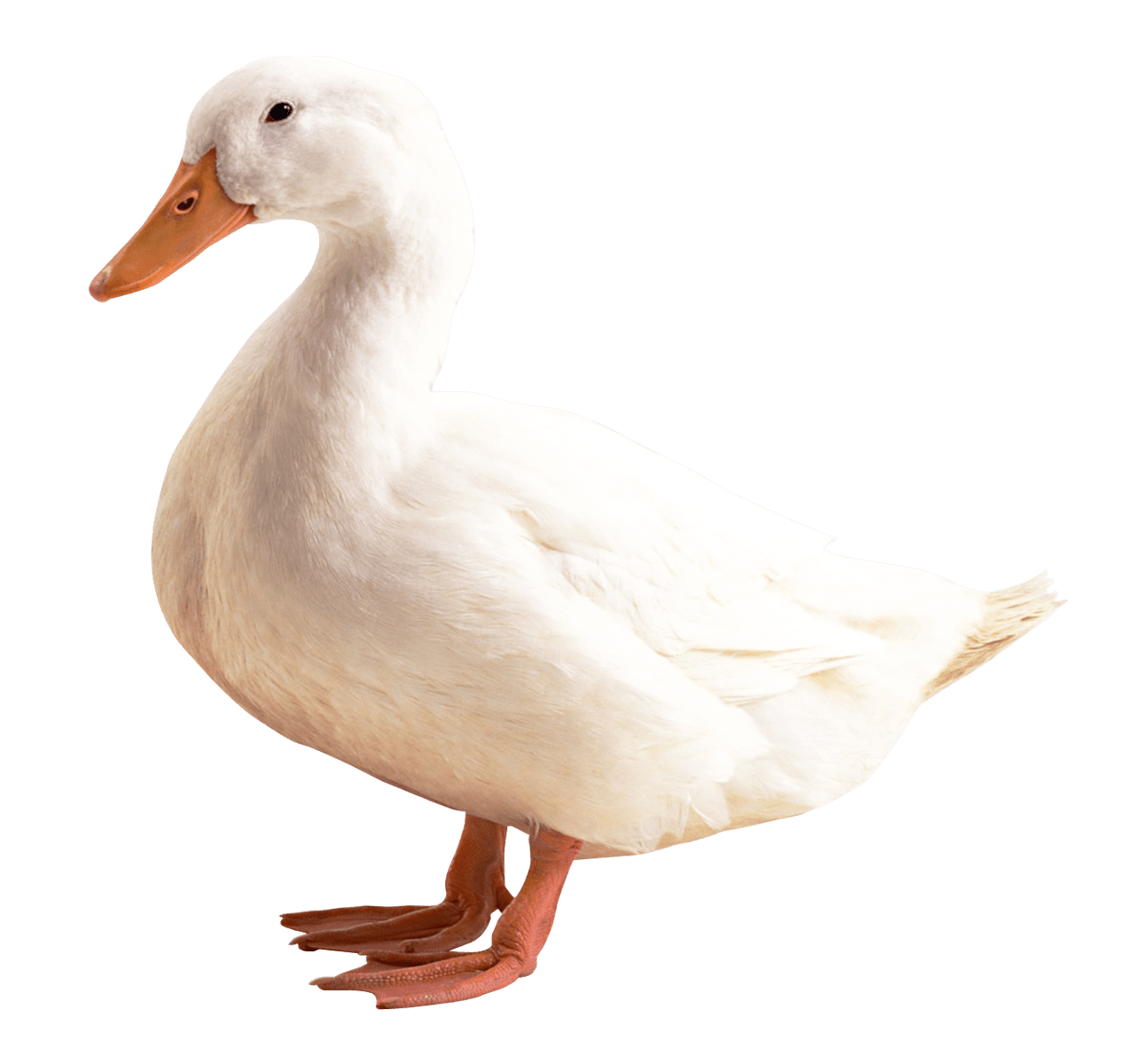 White Duck, Pure, Silhouette Transparent PNG