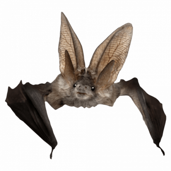 Bat Transparent PNG PNG Play