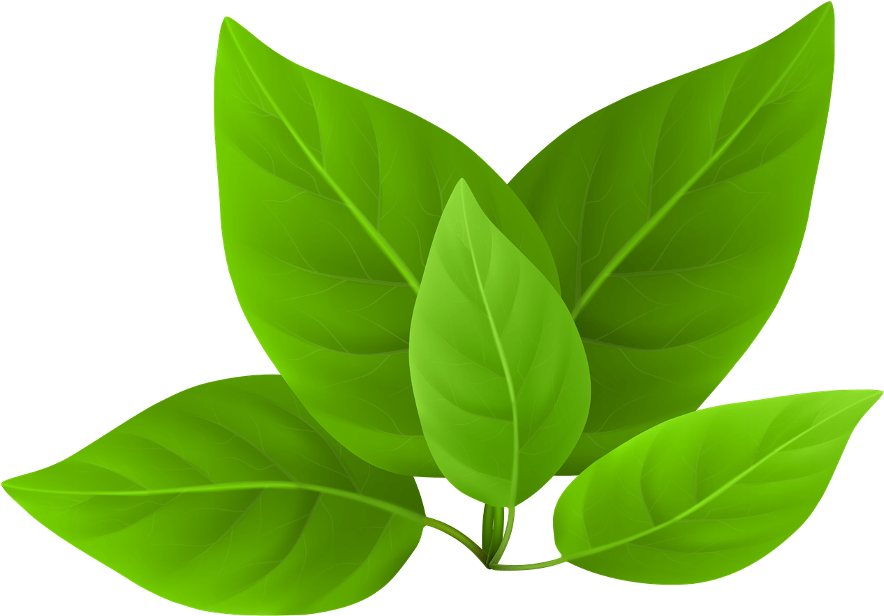 Green Tea PNG Images Transparent Background PNG Play