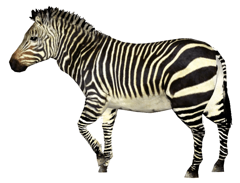 Zebras Fundo transparente de imagens PNG PNG Play