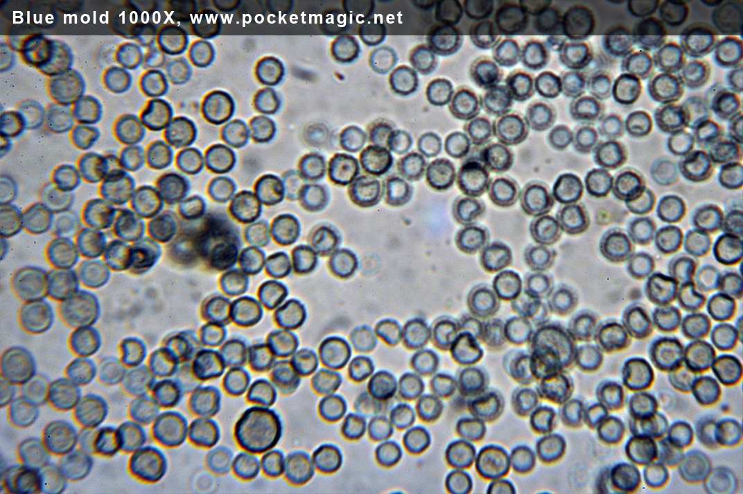 Microscope photos White and Blue Mold PocketMagic
