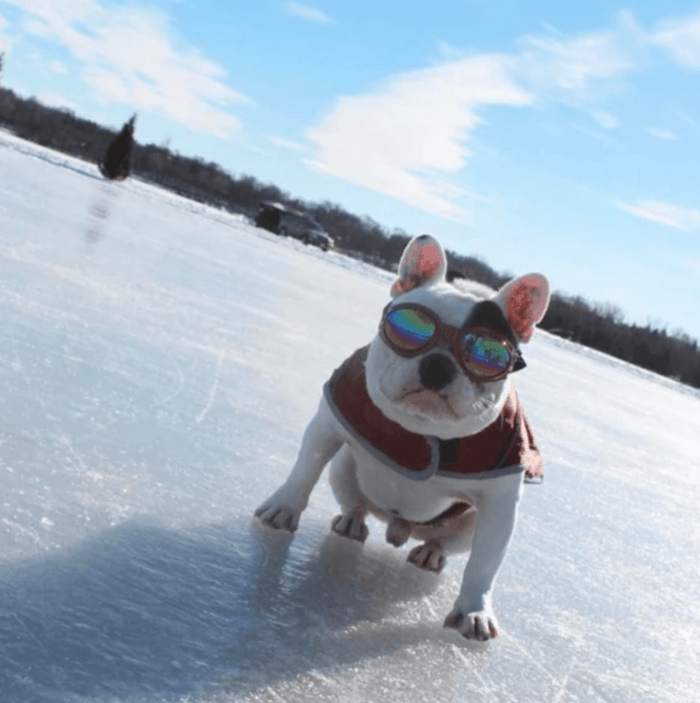 K9 Shades Dog Goggles Protect from wind, sun & debris