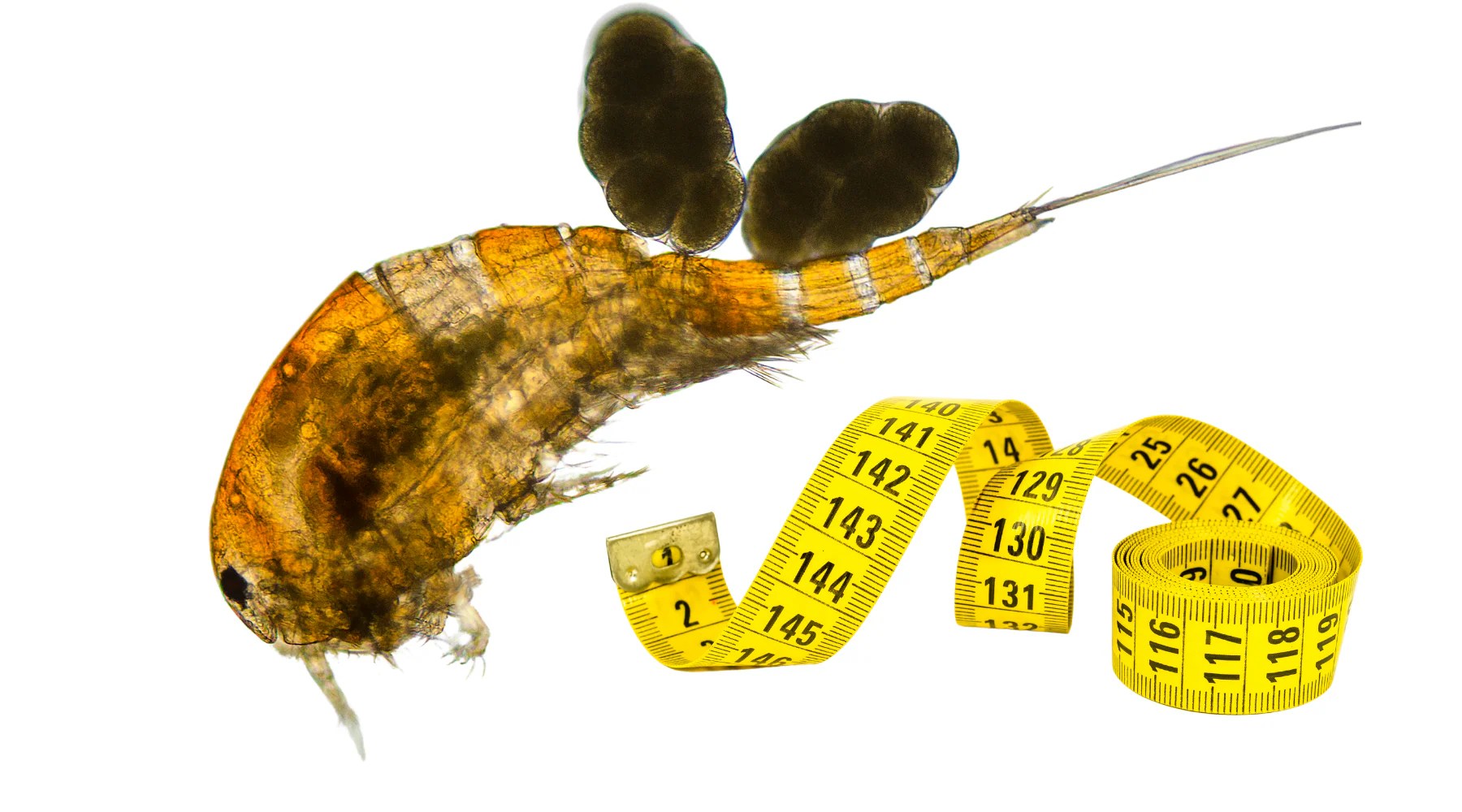 The Different Sizes of Copepods in Reef Tanks A Guide Pod Your Reef