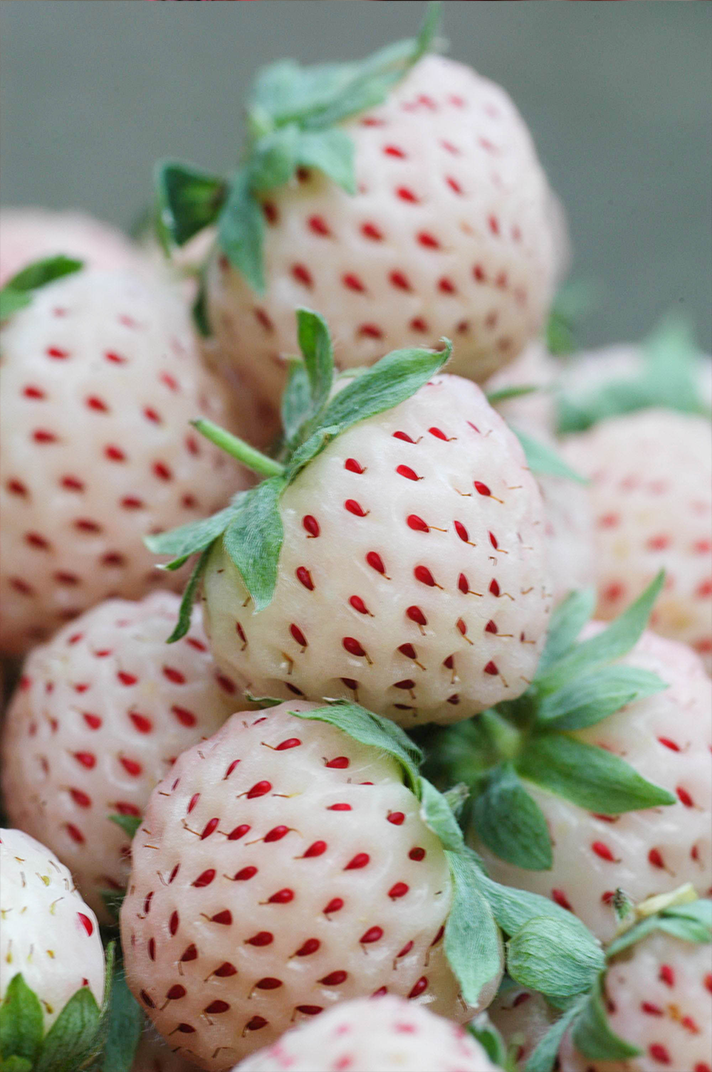 Pineberries Pohlmans The Plant People Phone 07 5462 0477