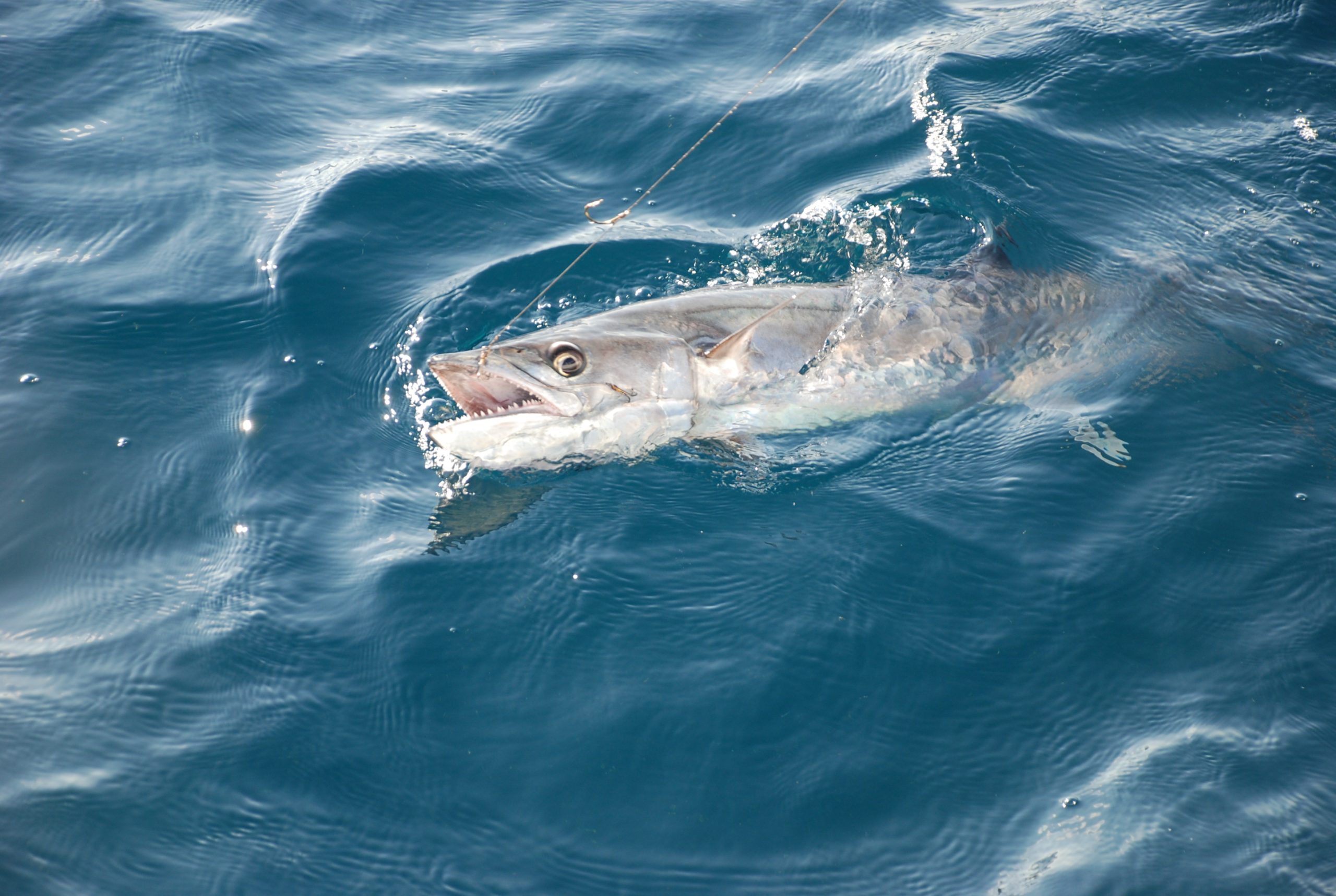King Mackerel Fishing A Thrilling Pursuit