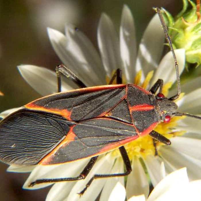 Investigate Box Elder Bug Pointe Pest Control