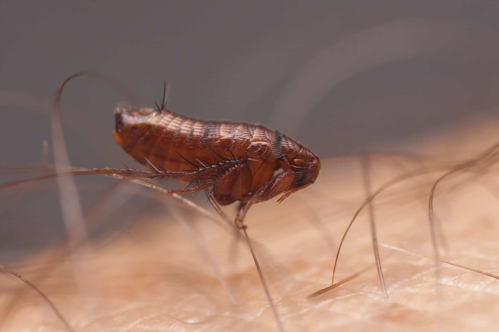 Can Fleas Live Off The Cat at Pat Galle blog
