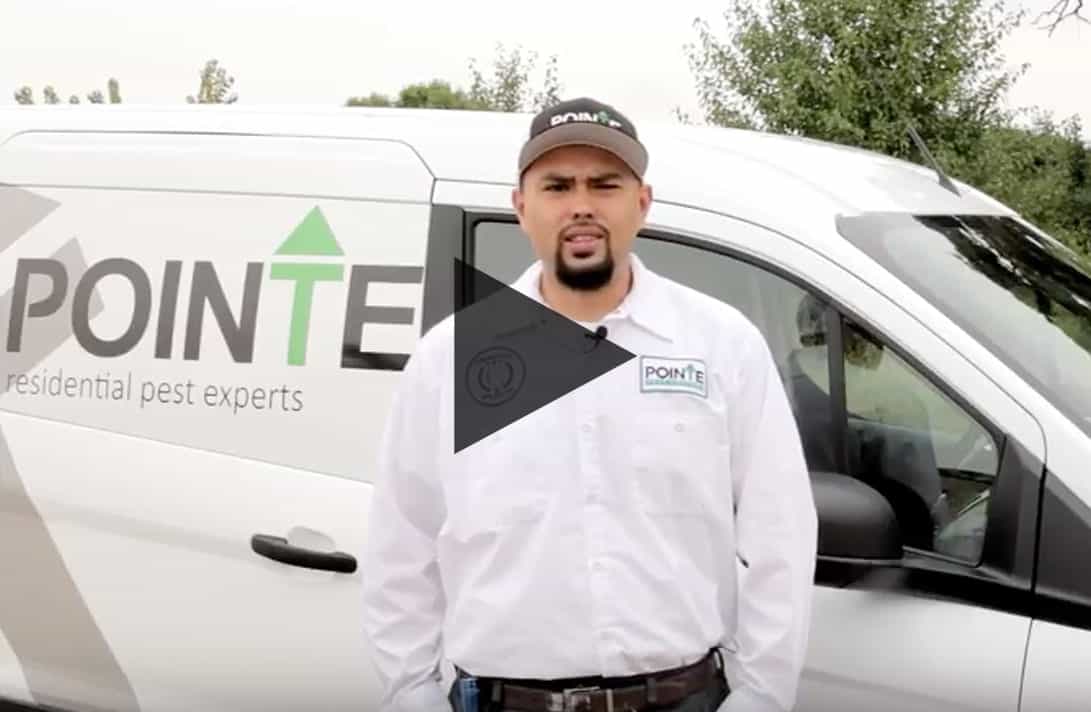 Matt Pruneda Pointe Pest Control Chicago Pest Control and Exterminator