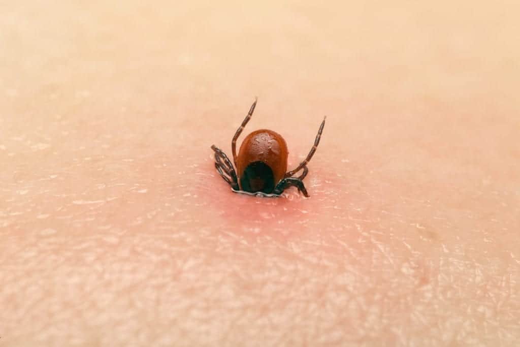 Opportunistic Eaters The Story Behind the Tick Pointe Pest Control